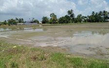 Agricultural Land 11151 Sqft For Sale at Sungai Dua, ...